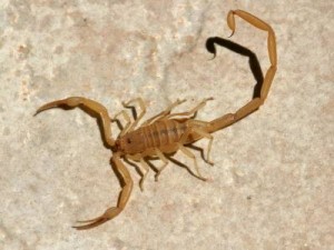 surprise scorpion control